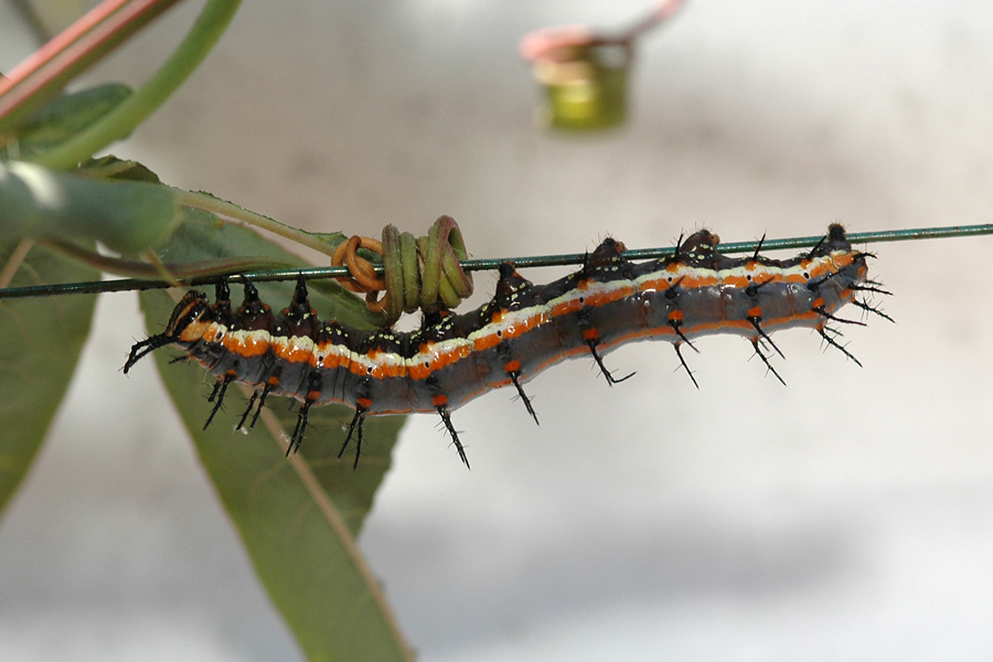Agraulis vanillae incarnata - Western Gulf Fritillary