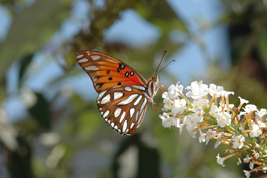 Agraulis vanillae incarnata - Western Gulf Fritillary