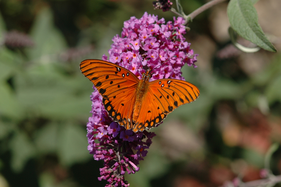 Agraulis vanillae incarnata - Western Gulf Fritillary