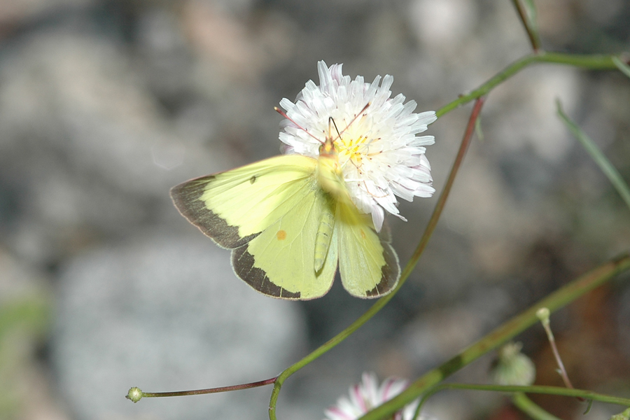 Harford's Sulphur - Colias harfordii