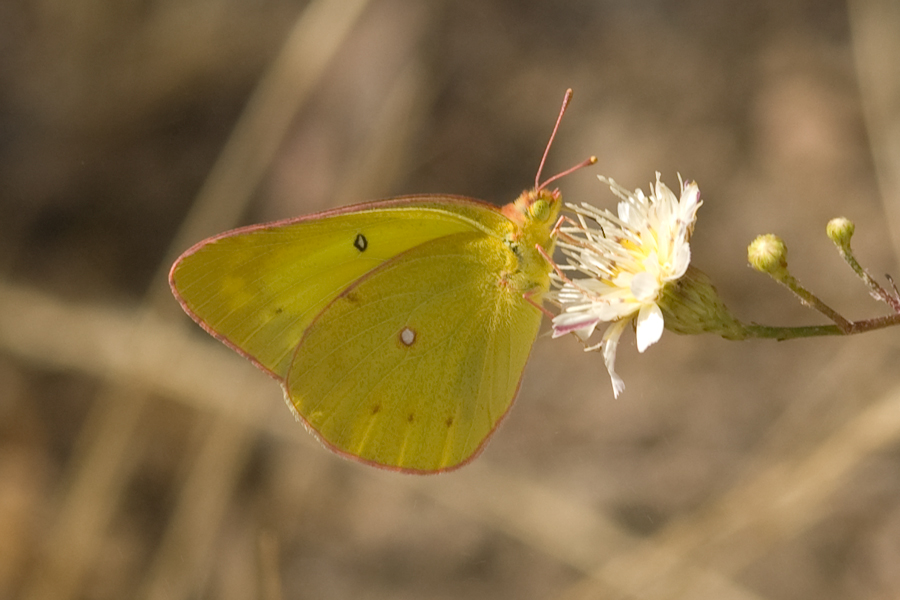 Harford's Sulphur - Colias harfordii