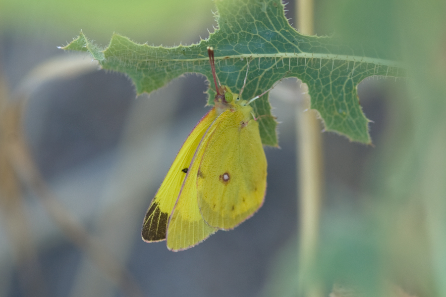 Harford's Sulphur - Colias harfordii