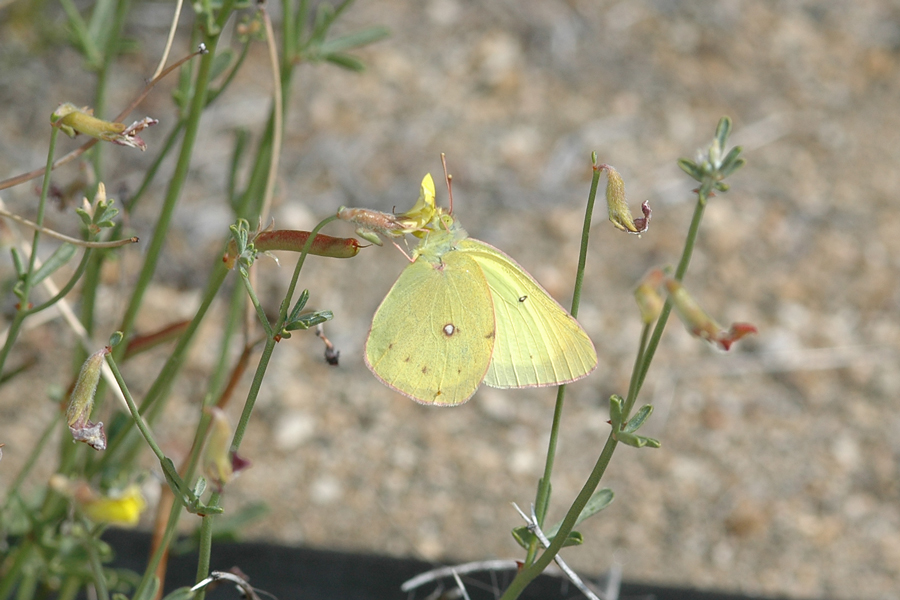 Harford's Sulphur - Colias harfordii