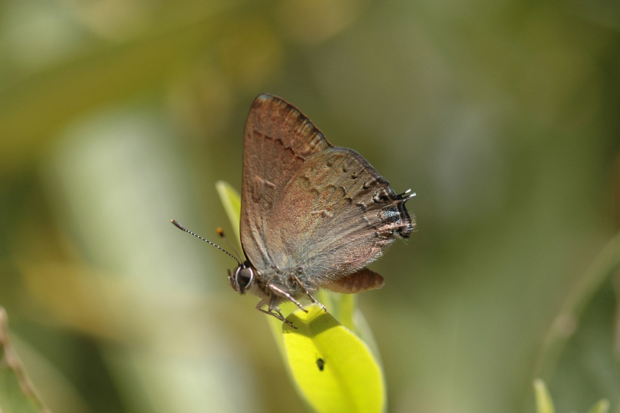 Satyrium saepium chalcis - Hedgerow Hairstreak