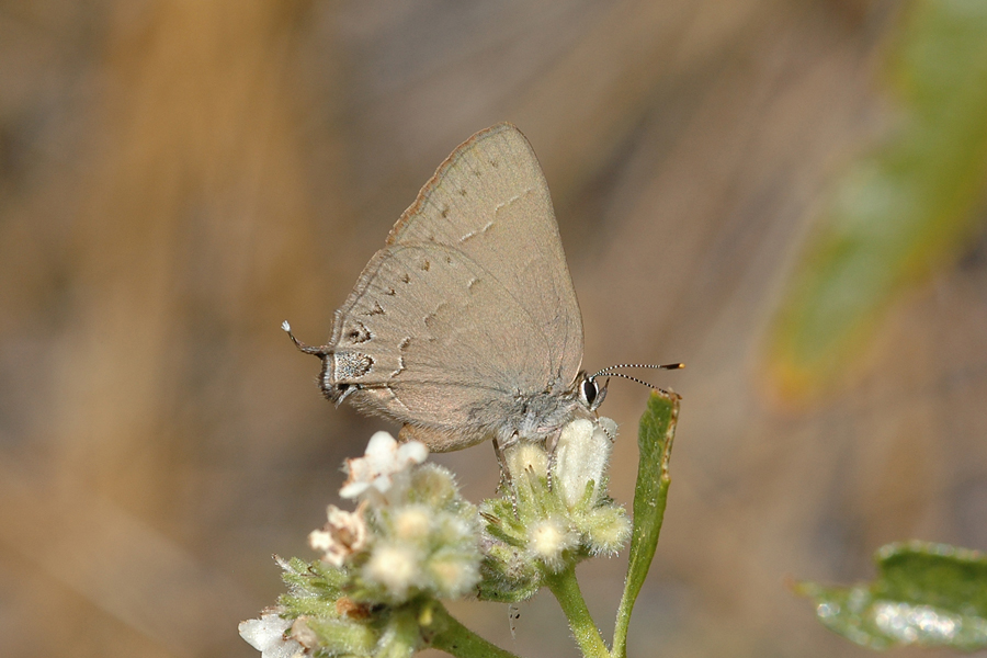 Satyrium saepium chalcis - Hedgerow Hairstreak