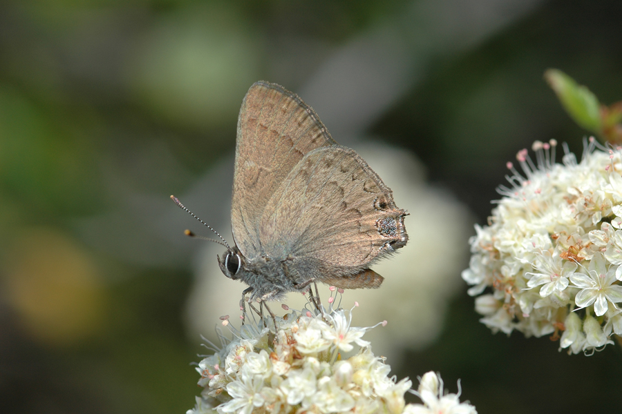 Satyrium saepium chalcis - Hedgerow Hairstreak