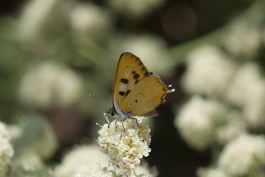 Tharsalea hermes - Hermes Copper butterfly