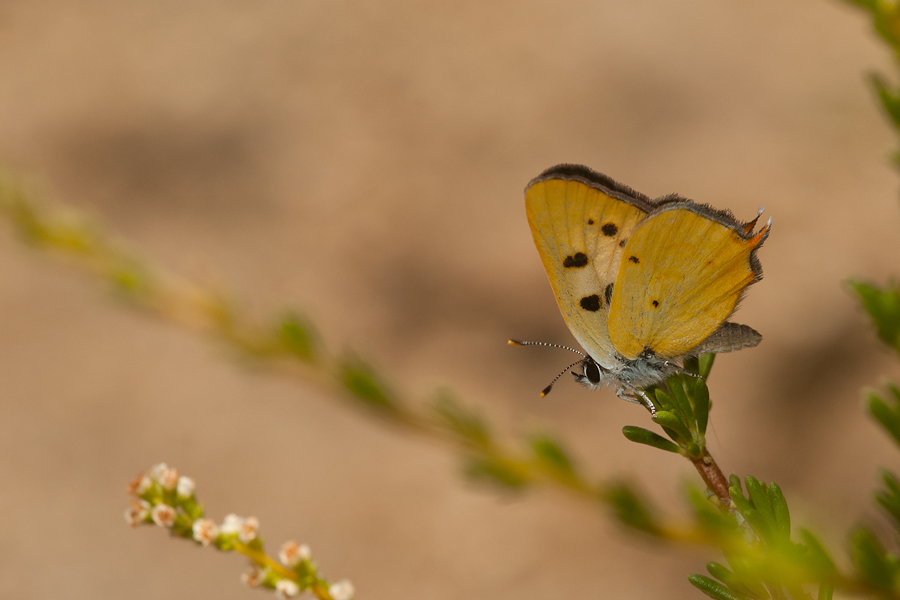 Tharsalea hermes - Hermes Copper butterfly