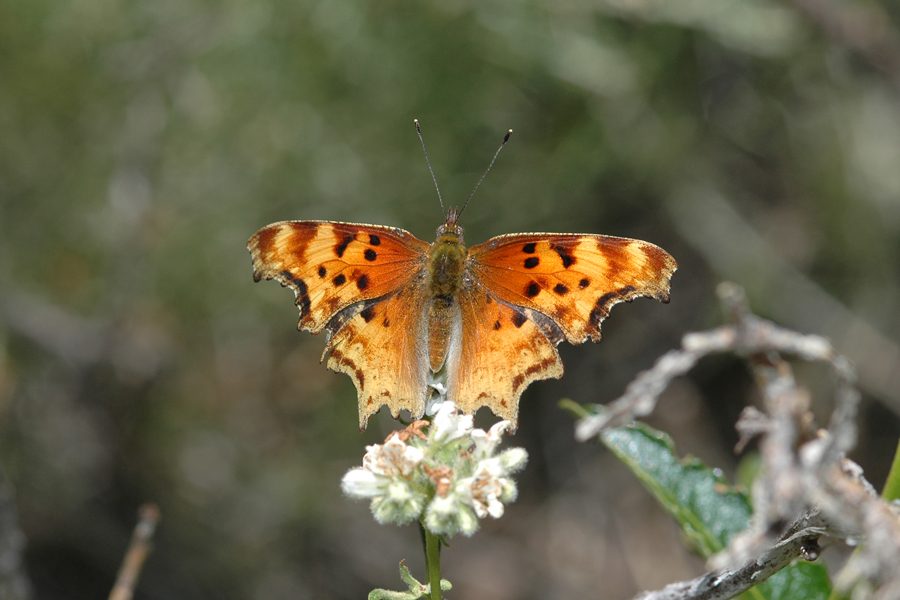 Polygonia gracilis zephyrus - Hoary Comma