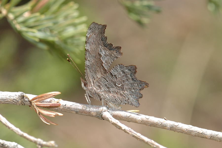 Polygonia gracilis zephyrus - Hoary Comma
