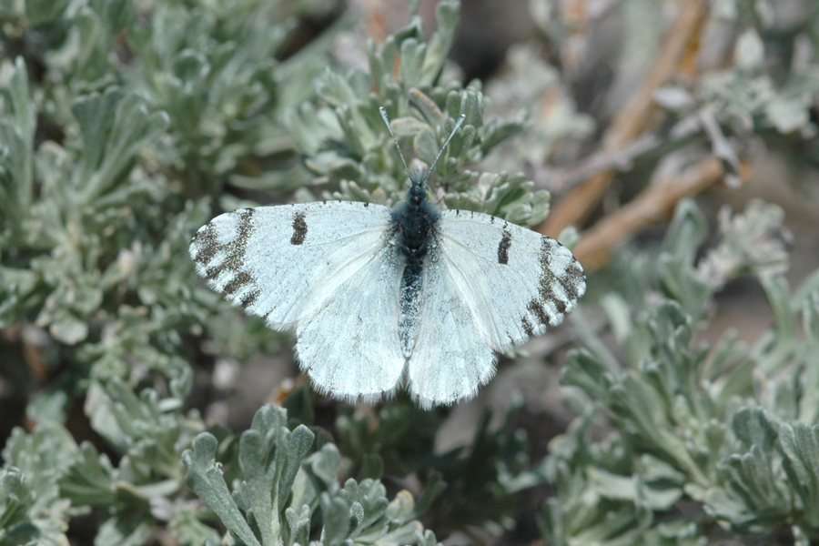 Pearly White - Euchloe hyantis near lotta