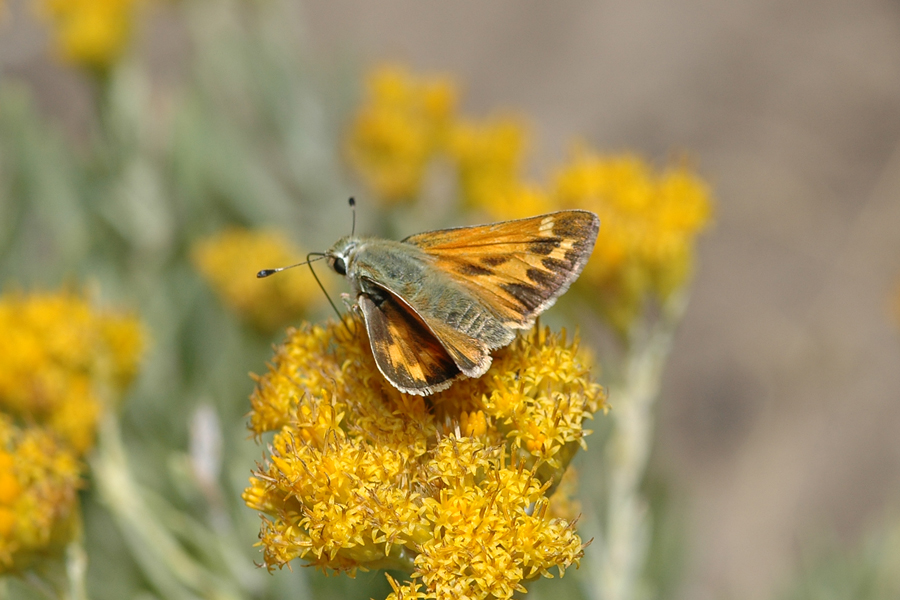 Juba Skipper - Hesperia juba