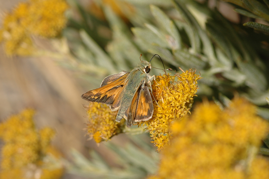 Juba Skipper - Hesperia juba