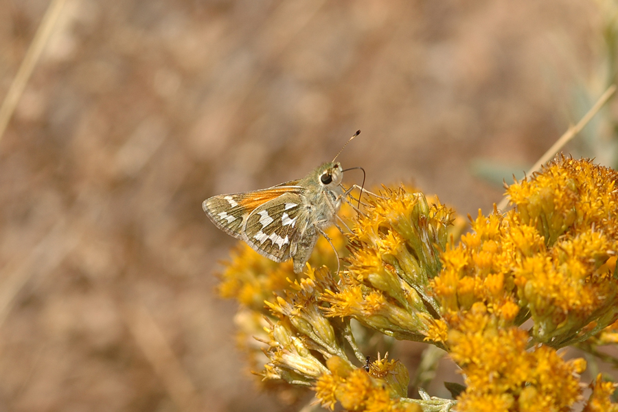 Juba Skipper - Hesperia juba