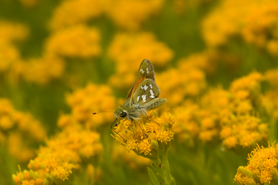 Juba Skipper - Hesperia juba
