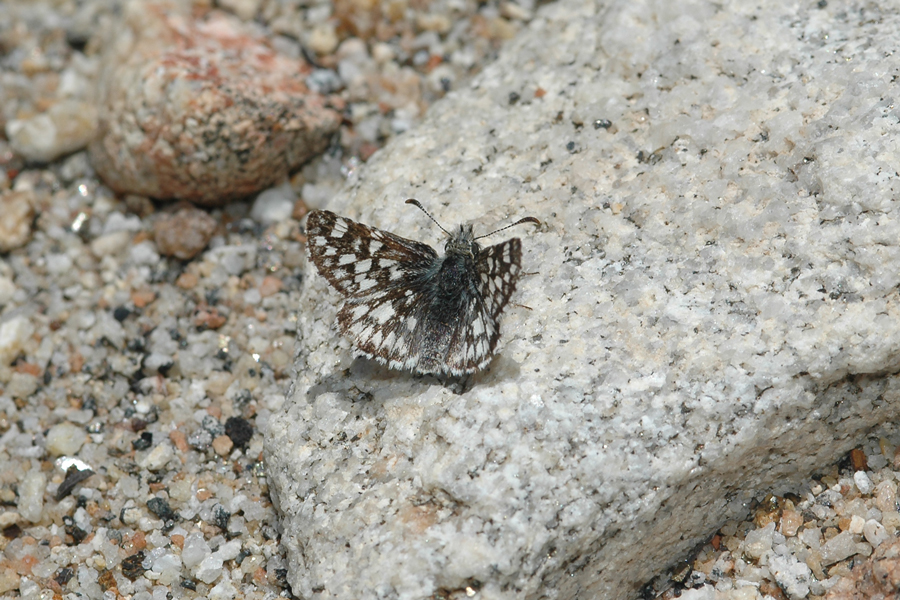 Laguna Mountain Skipper - Pyrgus ruralis lagunae