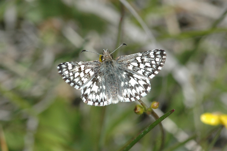 Laguna Mountain Skipper - Pyrgus ruralis lagunae