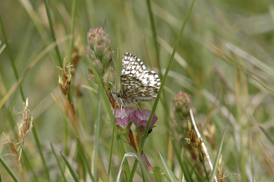 Laguna Mountain Skipper - Pyrgus ruralis lagunae