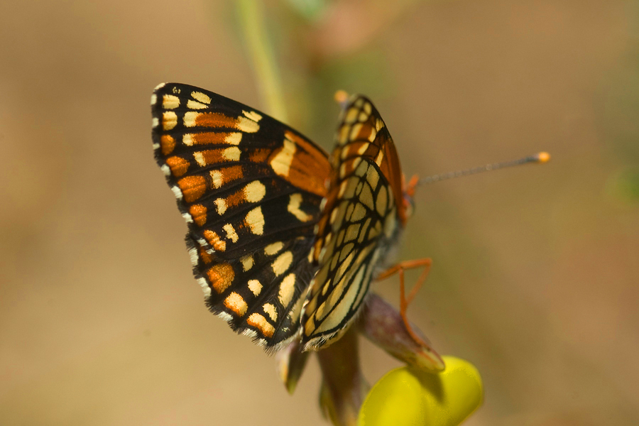 Chlosyne leanira wrighti - 'Wright's' Leanira Checkerspot