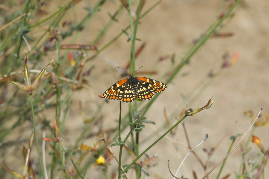 Chlosyne leanira wrighti - 'Wright's' Leanira Checkerspot