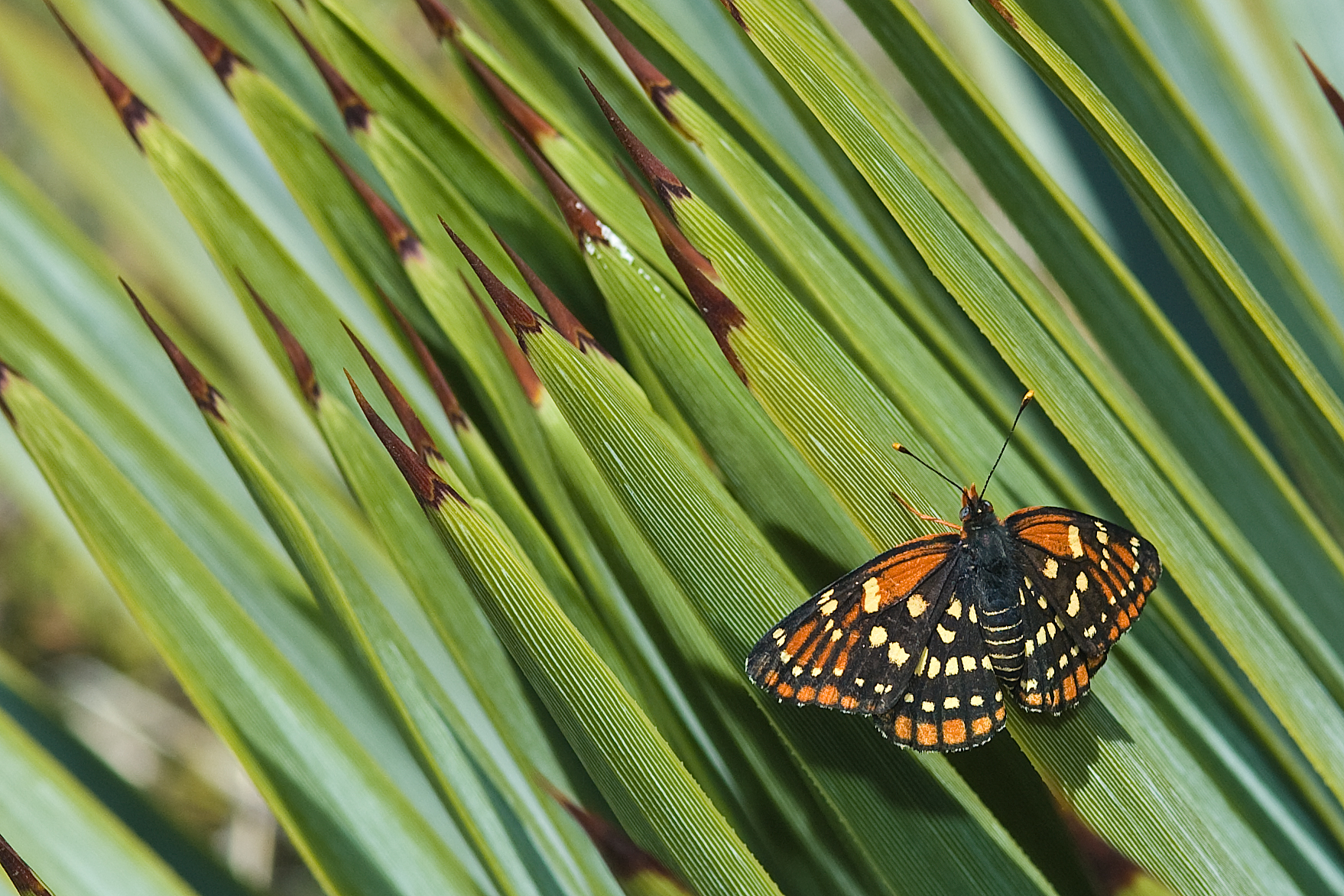 Chlosyne leanira wrighti - 'Wright's' Leanira Checkerspot