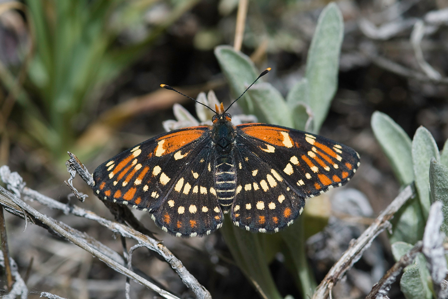 Chlosyne leanira wrighti - 'Wright's' Leanira Checkerspot