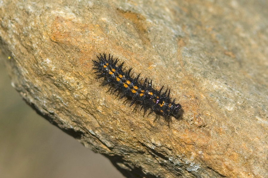 Larva of Chlosyne leanira wrighti - 'Wright's' Leanira Checkerspot
