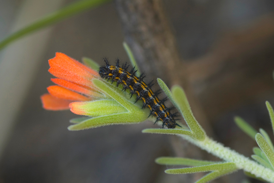 Chlosyne leanira wrighti - 'Wright's' Leanira Checkerspot