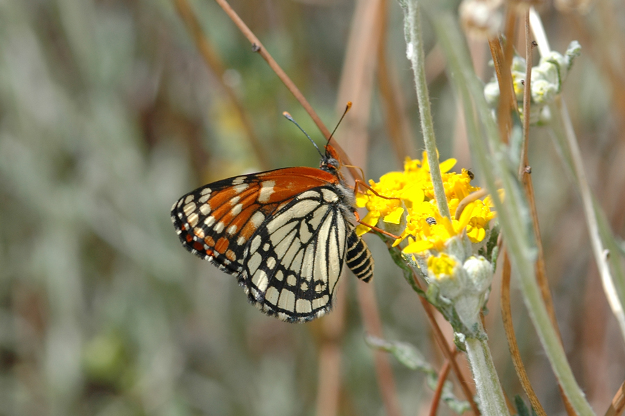 Chlosyne leanira wrighti - 'Wright's' Leanira Checkerspot
