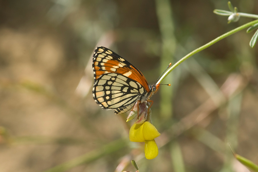 Chlosyne leanira wrighti - 'Wright's' Leanira Checkerspot