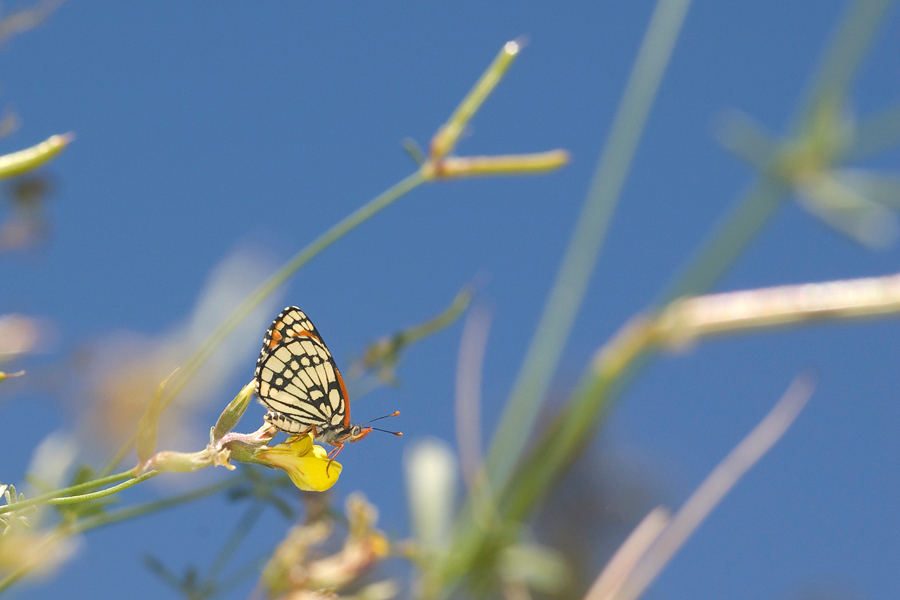 Chlosyne leanira wrighti - 'Wright's' Leanira Checkerspot