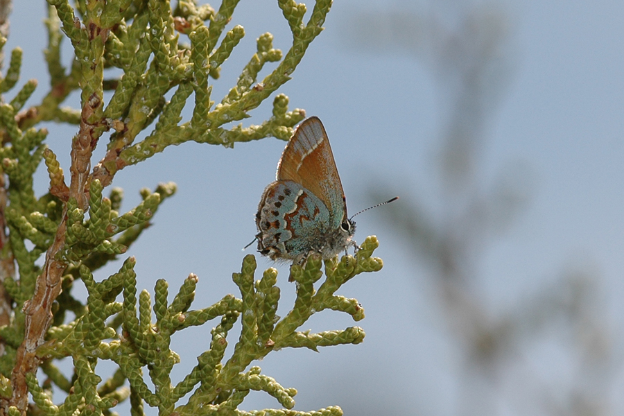 Callophrys loki - 'Loki' Juniper Hairstreak