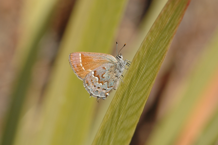 Callophrys loki - 'Loki' Juniper Hairstreak