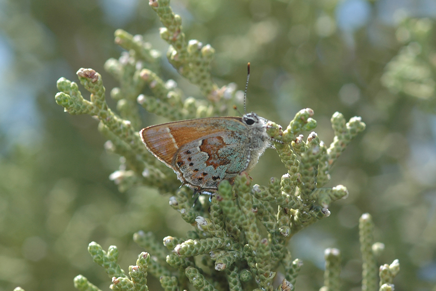 Callophrys loki - 'Loki' Juniper Hairstreak