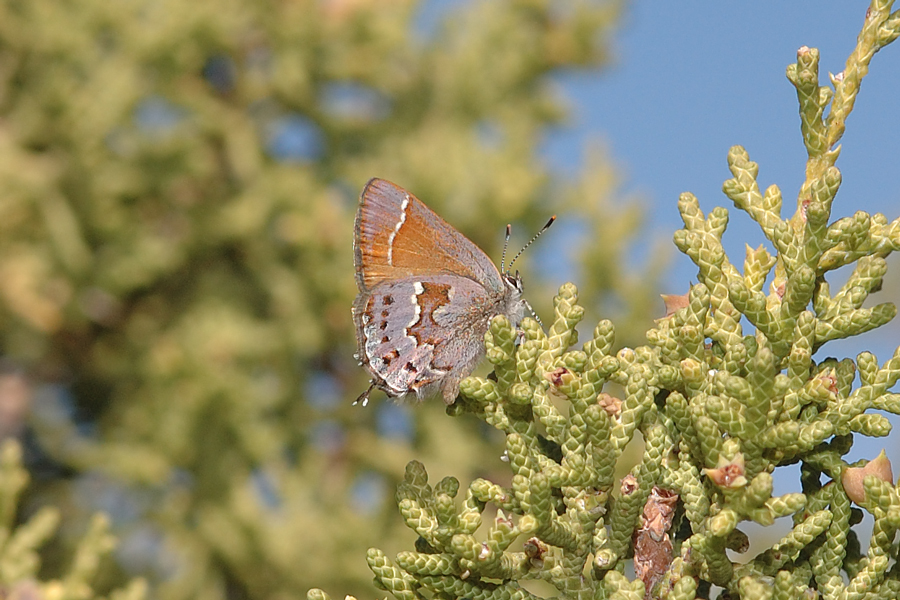 Callophrys loki - 'Loki' Juniper Hairstreak