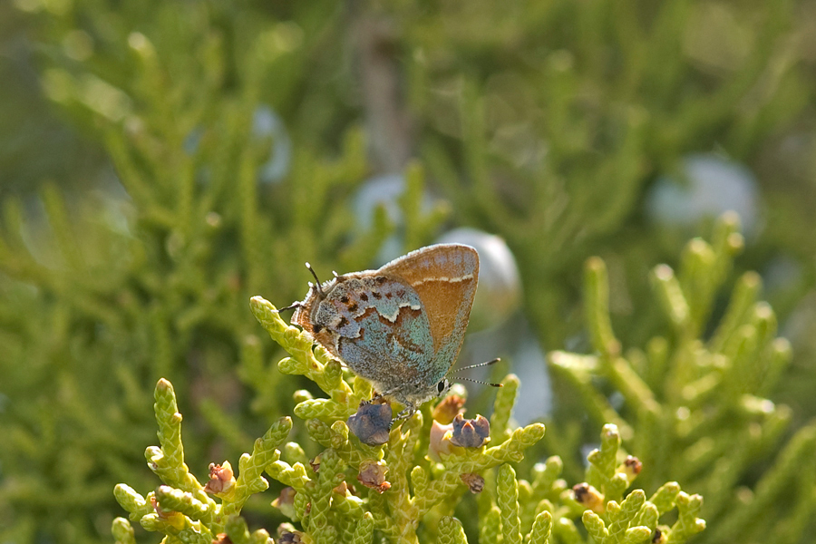 Callophrys loki - 'Loki' Juniper Hairstreak