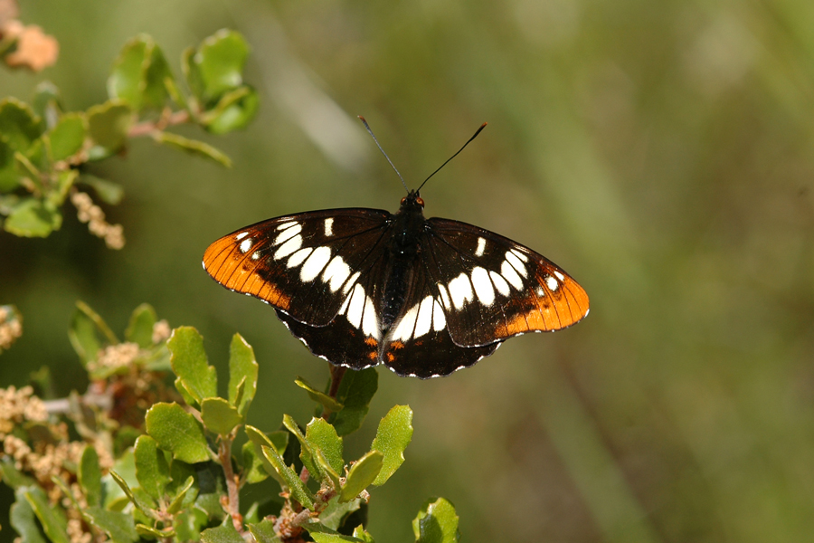 Limenitis lorquini - Lorquin's Admiral