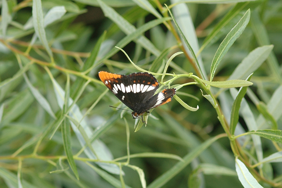 Limenitis lorquini - Lorquin's Admiral