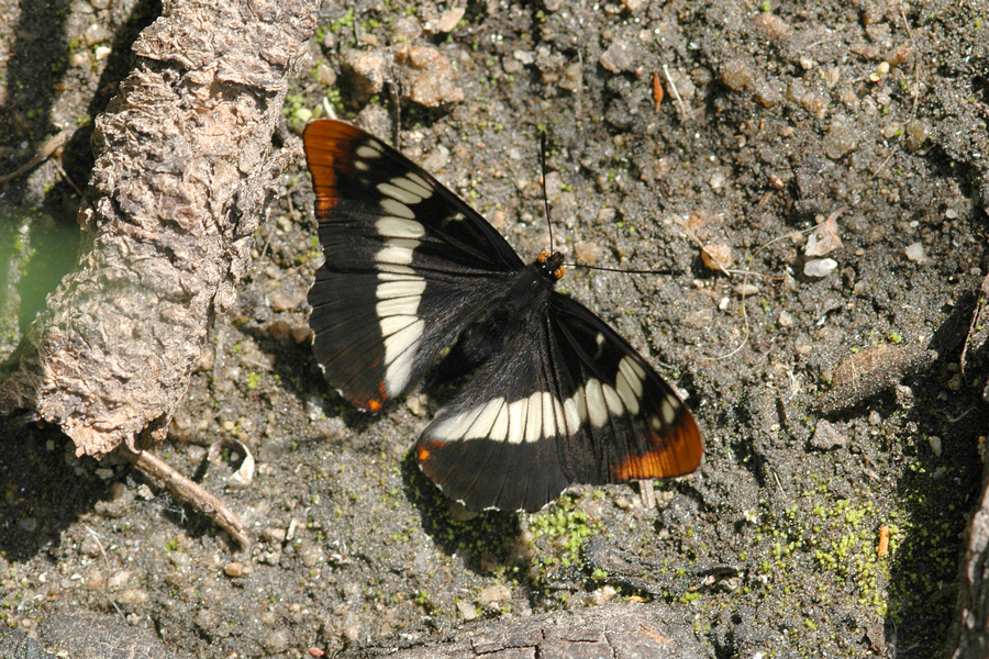 Limenitis lorquini - Lorquin's Admiral