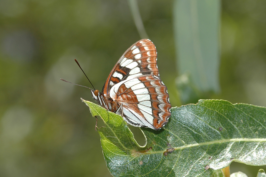 Limenitis lorquini - Lorquin's Admiral
