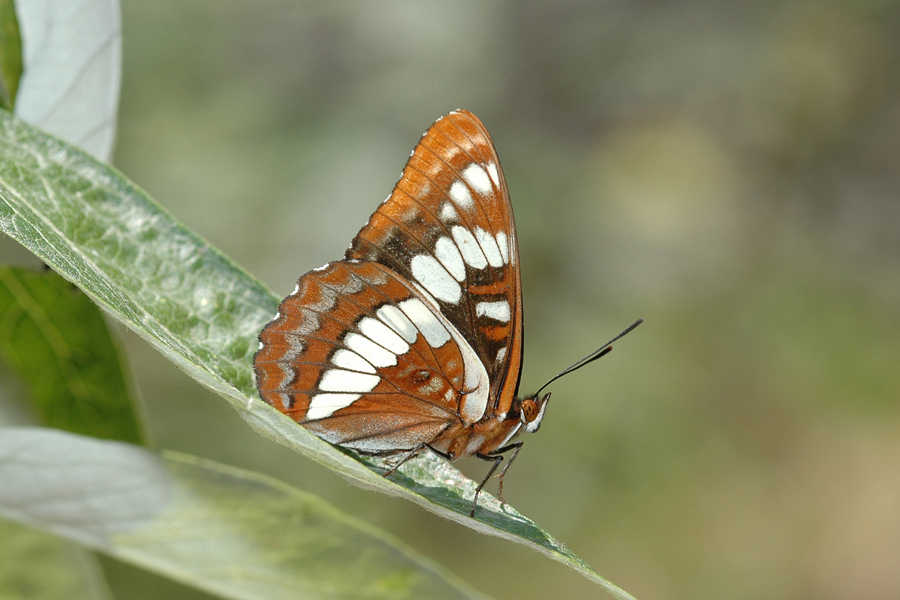 Limenitis lorquini - Lorquin's Admiral