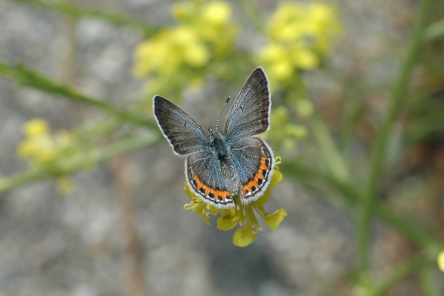 Plebejus lupini monticola - 'Clemence's' Lupine Blue