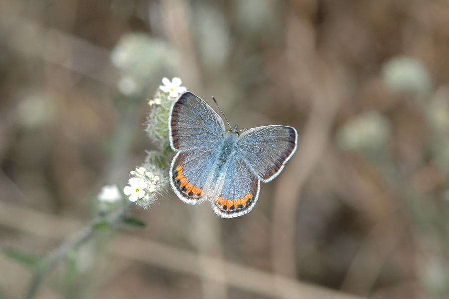 Plebejus lupini monticola - 'Clemence's' Lupine Blue