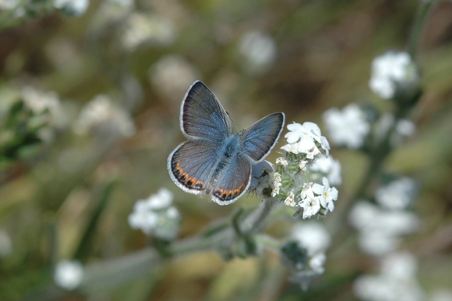 Plebejus lupini monticola - 'Clemence's' Lupine Blue