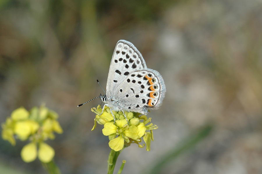 Plebejus lupini monticola - 'Clemence's' Lupine Blue