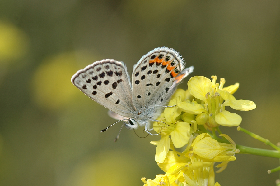 Plebejus lupini monticola - 'Clemence's' Lupine Blue
