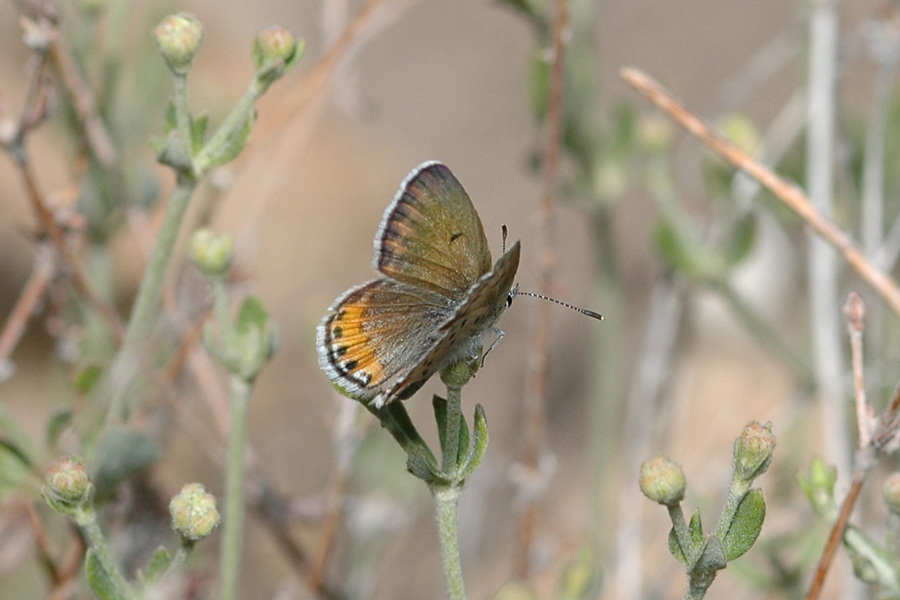 Plebejus lupini chlorina - 'Green' Lupine Blue