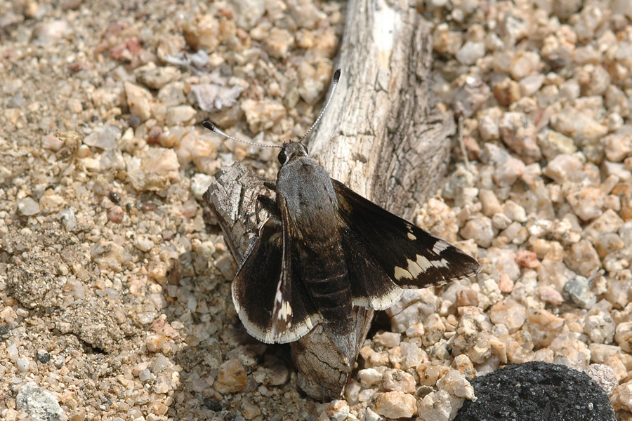 Megathymus yuccae martini - Martin's Yucca Giant Skipper