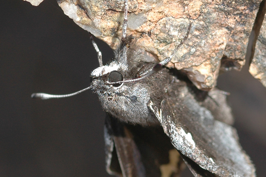 Megathymus yuccae martini - Martin's Yucca Giant Skipper