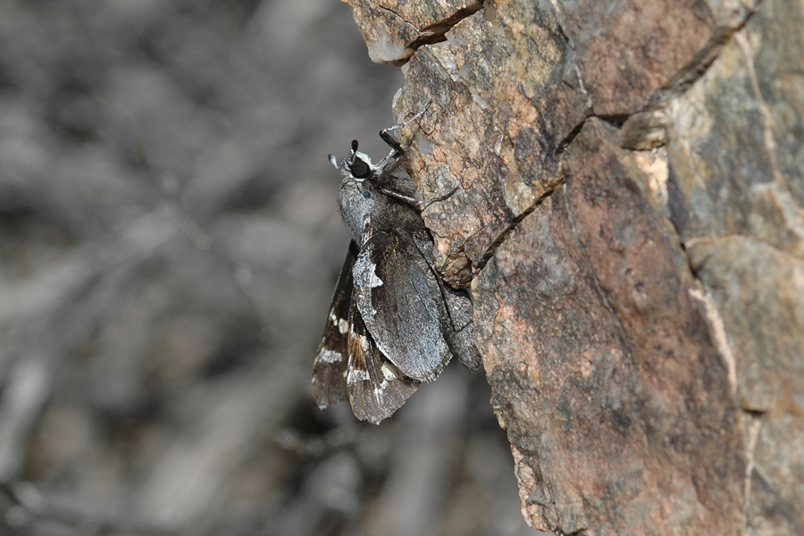 Megathymus yuccae martini - Martin's Yucca Giant Skipper